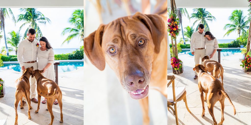 cayman islands wedding with doggies